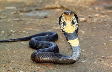 Katta Dik bilan birodar va uning onasi haqida porno film va u ularga keldi