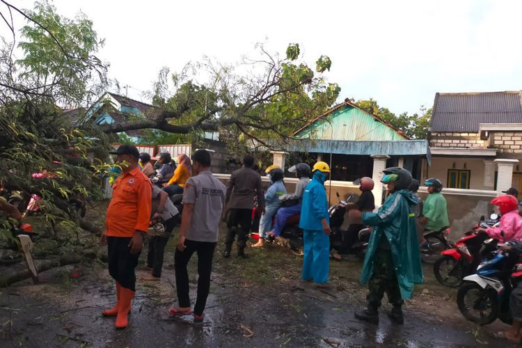 Pohon roboh dan menutup ruas jalan raya di Desa Lopang, Kecamatan Kembangbahu, Lamongan, Jawa Timur, bersamaan hujan disertai angin kencang yang terjadi, Kamis (1/12/2022).