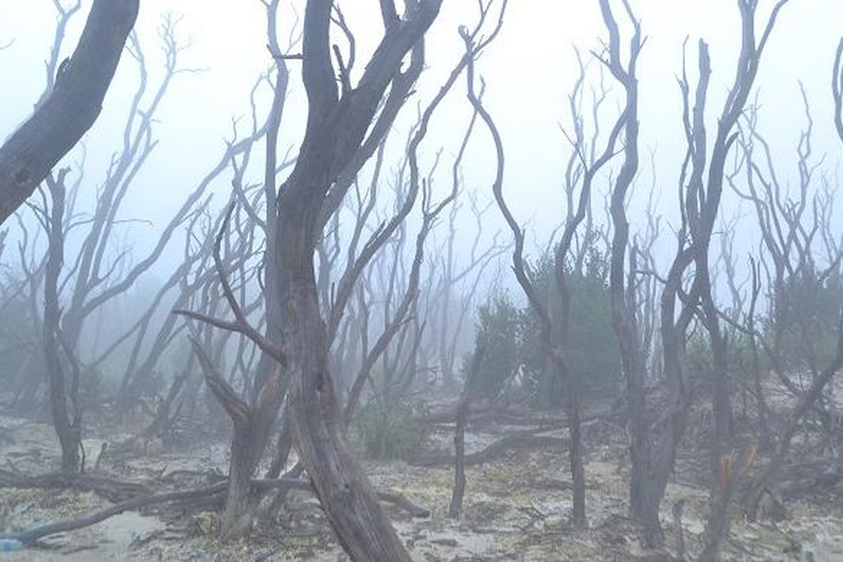 Kabut menyelimuti area Hutan Mati Gunung Papandayan, Garut, Jawa Barat, Minggu (21/2/2016). 