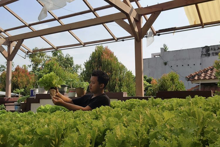 Sulap Rooftop Jadi Kebun Sayur Hidroponik, Ardan Raup Cuan dari Selada dan Kale