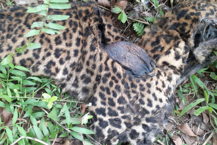 Petugas gabungan BKSDA, Polisi, TNI dan aparat desa setempat memeriksa bangkai macan tutul yang diduga mati akibat terjerat jebakan babi di Desa Cikondang Kecamatan Cisompet