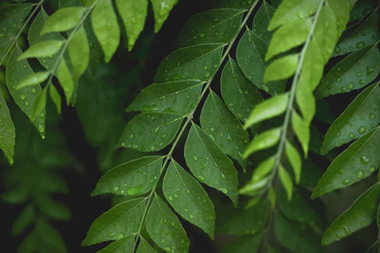 Ilustrasi tanaman daun kari atau tanaman daun salam koja