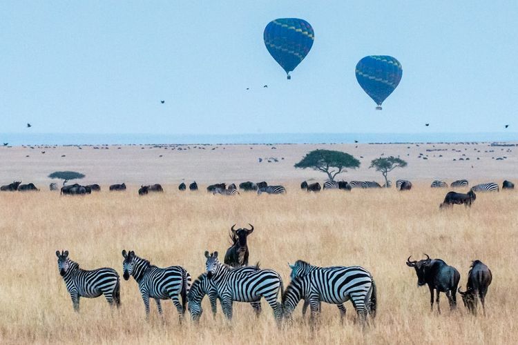 Maasai Mara National Reserve di Narok County, Kenya.
