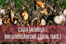 Cara Membuat Mikroorganisme Lokal (MOL)