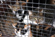 Polisi Temukan 64 Bangkai Kucing di Kediaman Perempuan Ini