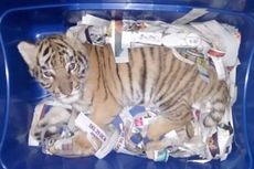 Seekor Anak Harimau Ditemukan Dalam Sebuah Paket di Meksiko
