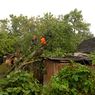 Kesaksian Warga Saat Angin Kencang Landa Gunungkidul: Suaranya Seperti Pesawat