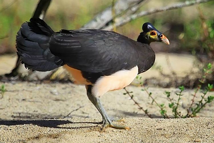 Burung maleo (Macrocephalon maleo) di Cagar Alam Panua, Gorontalo. Burung ini meletakkan telurnya di dalam pasir dan menyerahkan pada panas matahari untuk mengeraminya selama 60 hari.