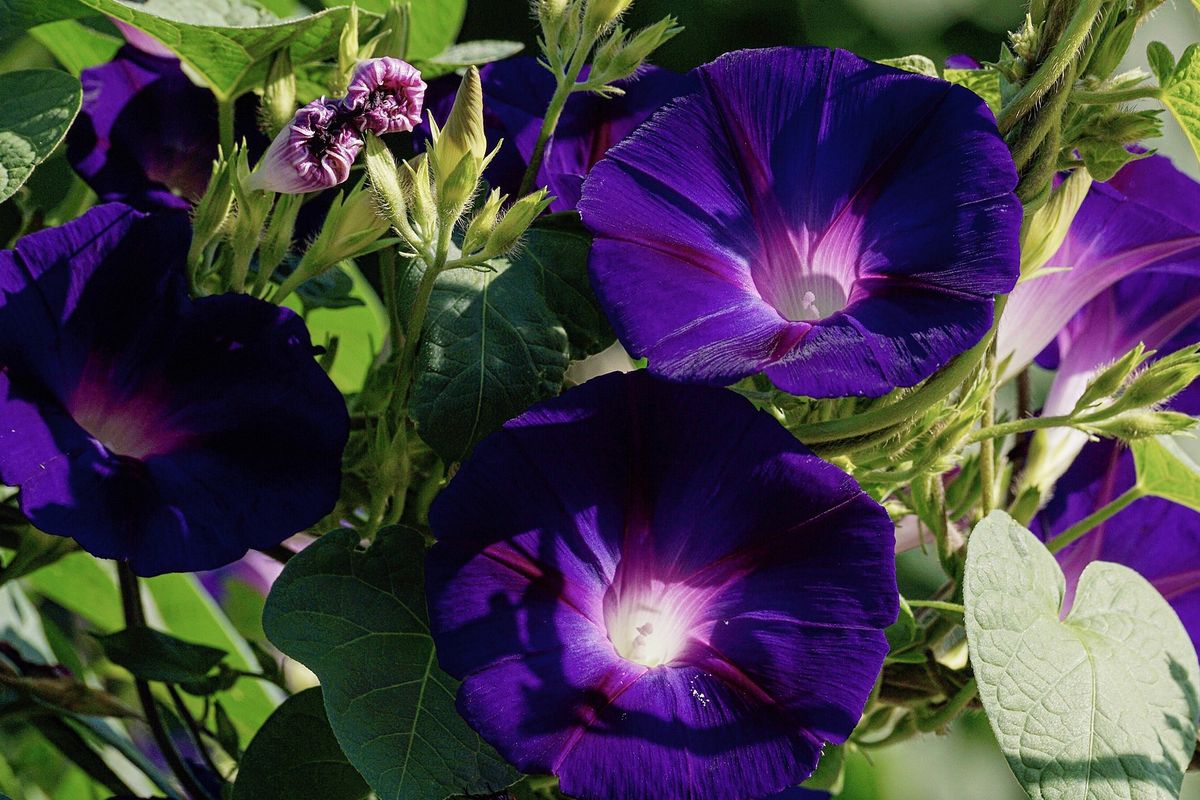 Ilustrasi bunga morning glory.