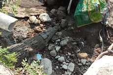 Naik ke Darat, Buaya 2 Meter Gegerkan Karyawan di Palembang