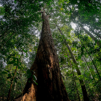 Di Taman Nasional Bukit Duabelas terdapat banyak pohon dengan diameter batang yang besar dan tinggi