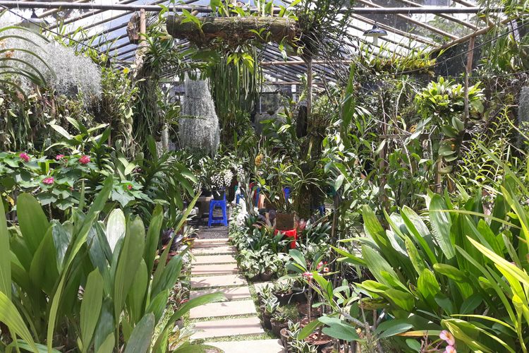 Salah satu pameran flora yang tersedia di Pameran Flora dan Fauna (Flona) 2022. (KOMPAS.com/Louis Brighton Putramarvino)