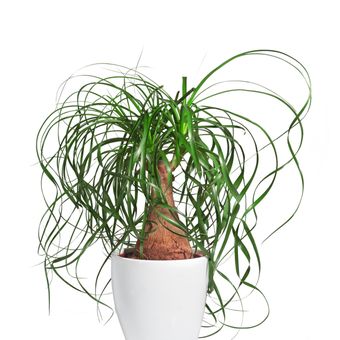 Ilustrasi tanaman hias nolina atau ponytail palm.