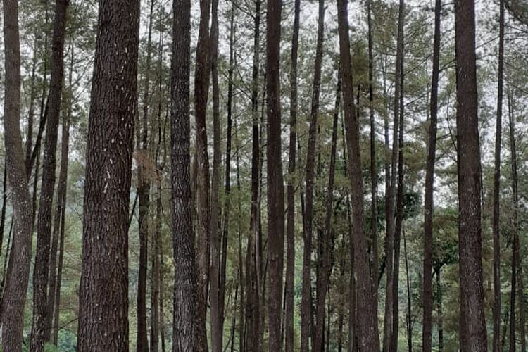 Hutan Pinus Nongko Ijo.