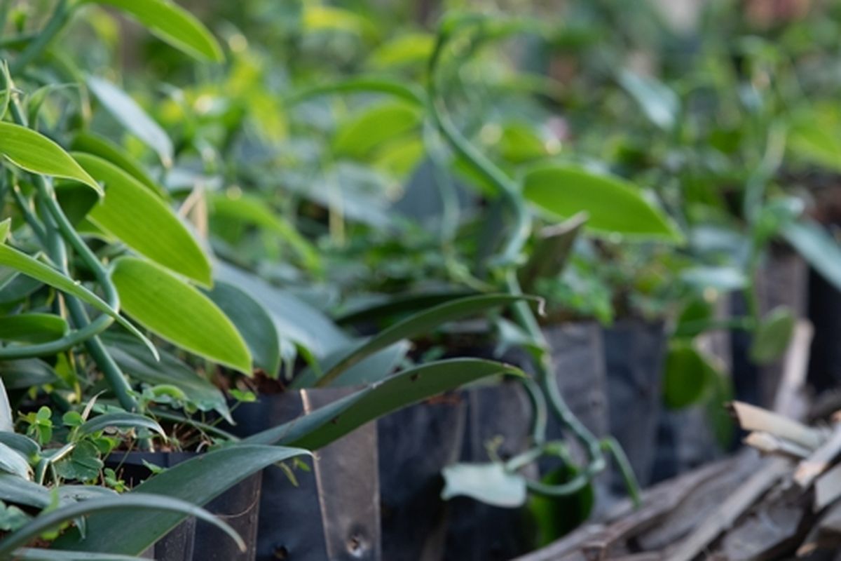 Ilustrasi menanam vanili di polybag.