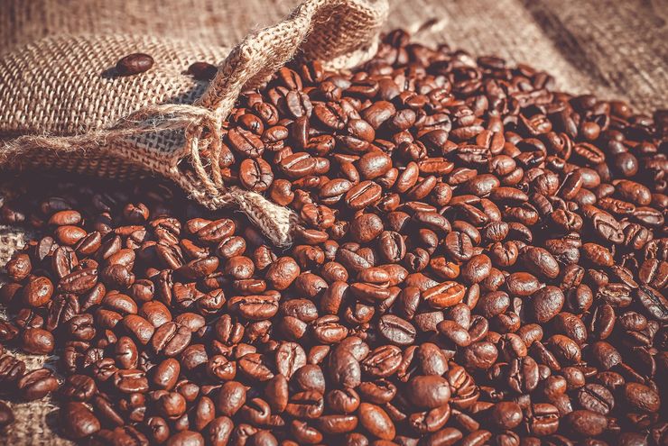 Rahasia Klon Robusta Lampung: Pohon Tua 