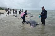 Puluhan Paus Pilot Terdampar di Rote NTT, Diduga akibat Ekolokasi Rusak
