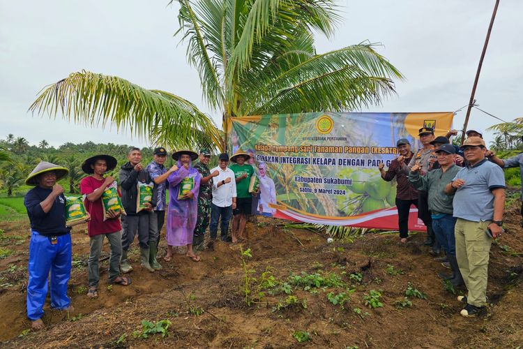 Pelaksanaan Program Gerakan Tanam Padi Gogo Integrasi Kelapa di Sukabumi, Sabtu (9/3/2024).