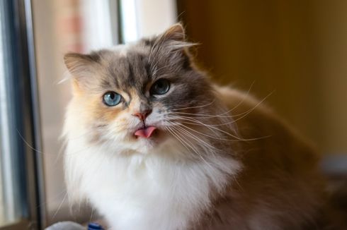 Alasan Kucing Memiliki Kumis dan Hal yang Harus Dihindari 
