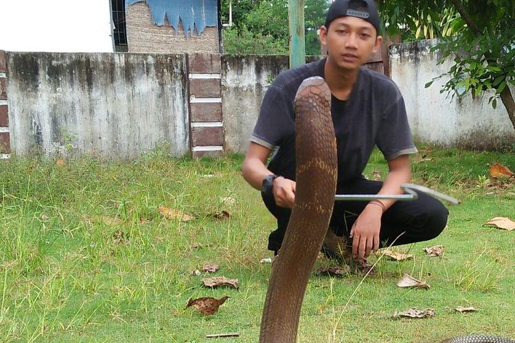 Aksi amar saat bermain dengan king kobra sepanjang 4 meter yang dipelihara di rumahnya di jalan umban sari kecamatan rumbai pekanbaru