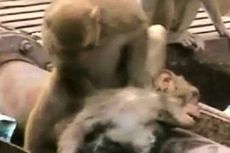 Bak Perawat, Seekor Monyet Selamatkan Temannya yang Tersengat Listrik