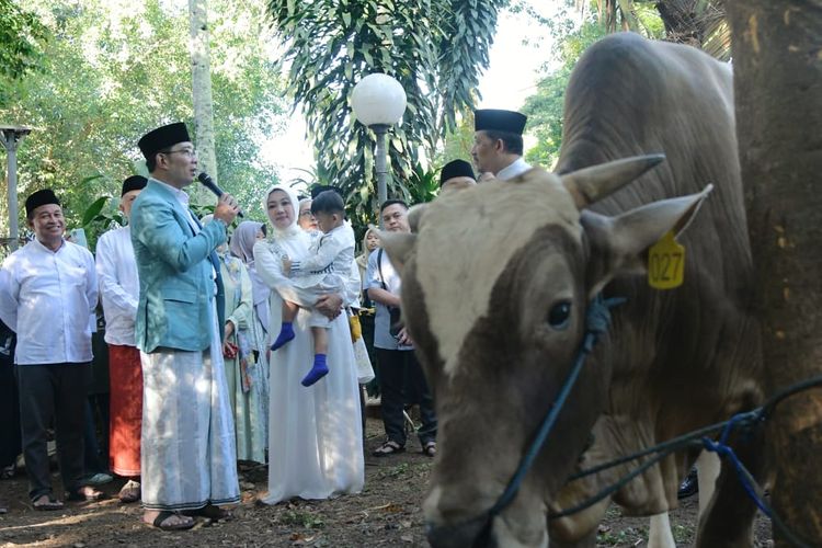 Gubernur Jawa Barat (Jabar) Ridwan Kamil saat meninjau proses pemotongan hewan kurban di Masjid Salman ITB, Jalan Ganeca, Kota Bandung, Kamis (29/6/2023).  
