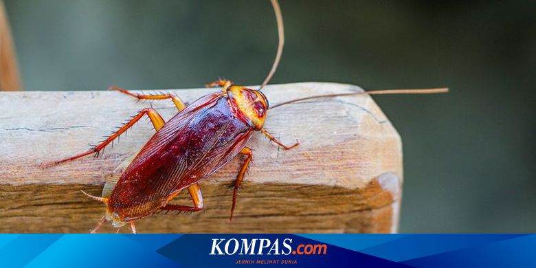 7 Cara Ampuh Mencegah Kecoak Masuk ke Rumah