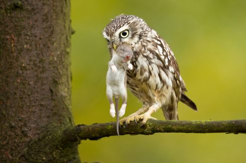 Burung Hantu Kena Obesitas ini Jalani Program Diet, Apakah Berhasil?