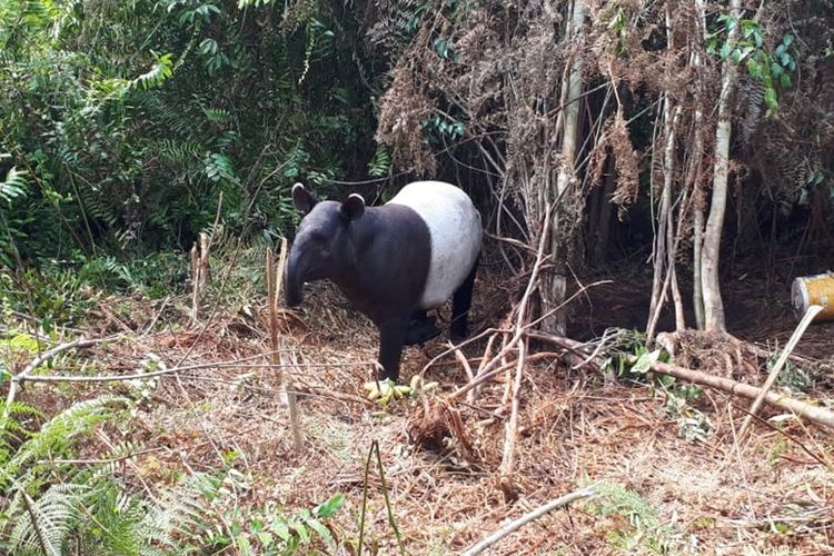 Seekor tapir terperangkap jerat di Desa Sepahat, Kecamatan Bandar Laksamana, Kabupaten Bengkalis, Riau, sebelum dievakuasi petugas BBKSDA Riau, Jumat (20/9/2019).