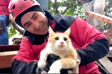 Kisah Si Strawberry, Kucing yang Selamat dari Amukan Gempa Turkiye