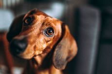 Mengapa Anjing Terus Menatap Pemiliknya?