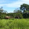 Rumah Gajah Sumatera di Bengkulu Lenyap karena Sawit, Aktivis Desak Menhut Bertindak