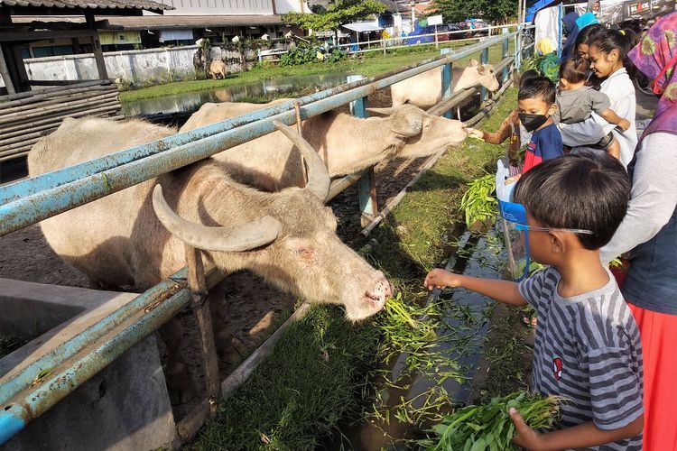 Warga memberi makan kerbau bule milik Keraton Surakarta. Oleh warga Solo dan sekitarnya, kerbau bule dipercaya sebagai hewan keramat.