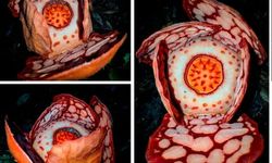 BRIN Ungkap Sulitnya Temukan Rafflesia karena Tumbuh di Wilayah Terpencil