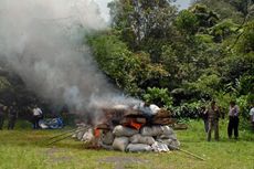 Barang Bukti Kejahatan Kehutanan Dibakar di Taman Nasional Gunung Gede Pangrango
