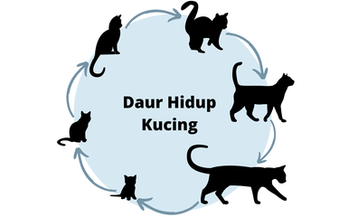 Ilustrasi daur hidup kucing yang tidak mengalami metamorfosis