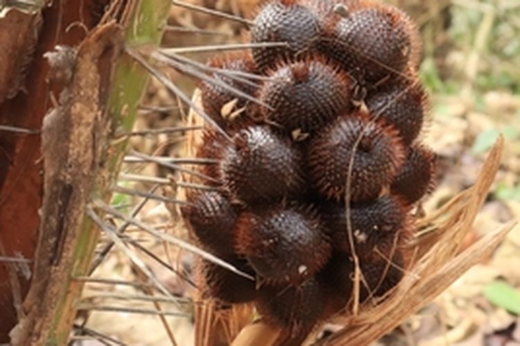 Ilustrasi pohon salak