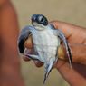 Jaga Kelestarian Penyu, 170 Tukik Dilepas di Karimunjawa