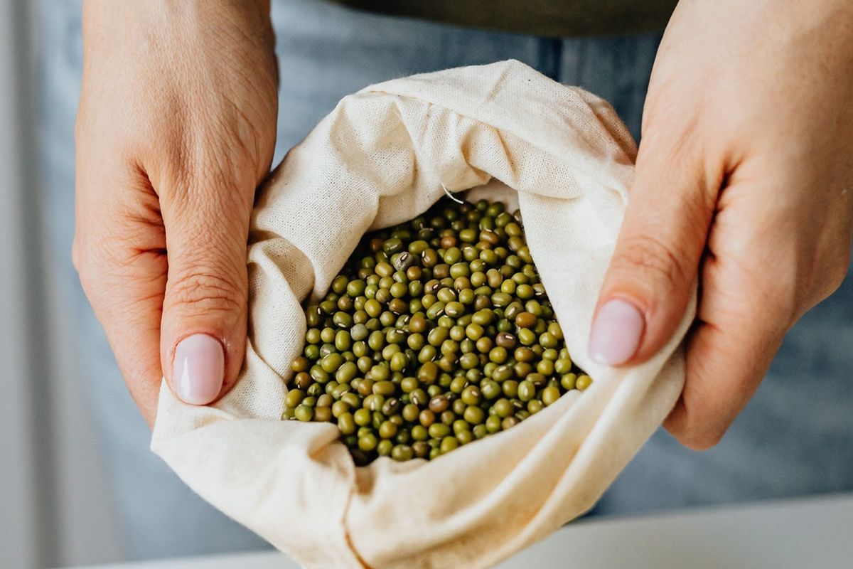 Ilustrasi kacang hijau yang sudah dipanen