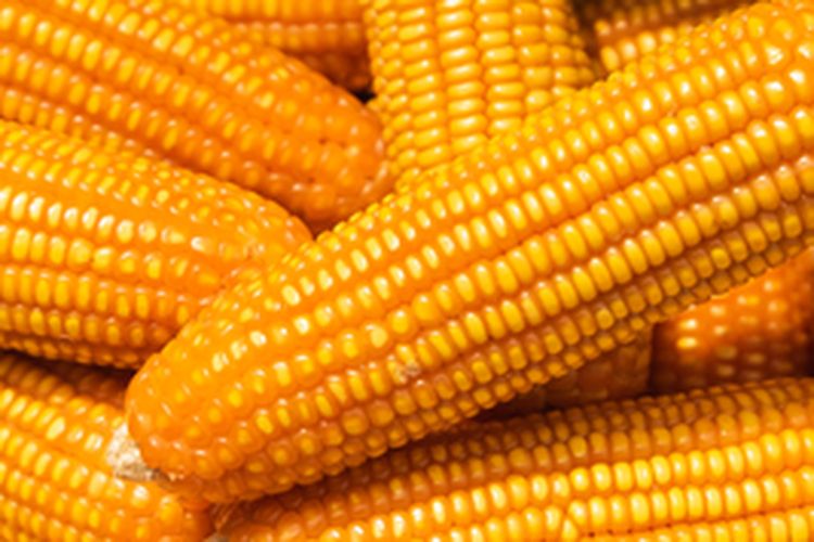 Jagung menjadi salah satu bahan pangan yang dapat diolah menjadi beras analog