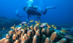 Tertarik Bisnis Kursus Menyelam? Simak 8 Cara Sukses Memulainya