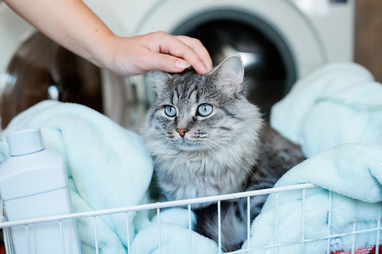 Ilustrasi kucing duduk di cucian atau pakaian kotor