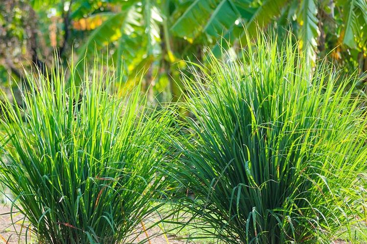 Ilustrasi tanaman serai.