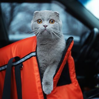 Ilustrasi kucing - Kucing jalan-jalan naik mobil. ilustrasi kucing pindah ke rumah baru