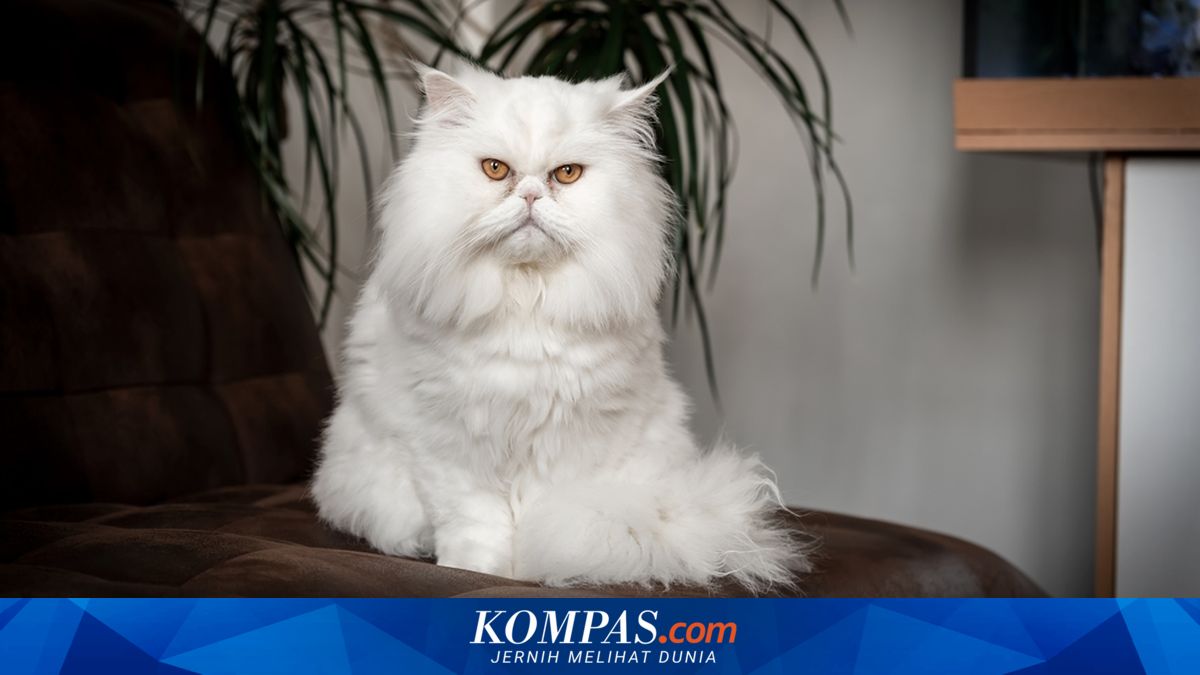 8 Ras Kucing Pemalas, dari Persia hingga Ragdoll