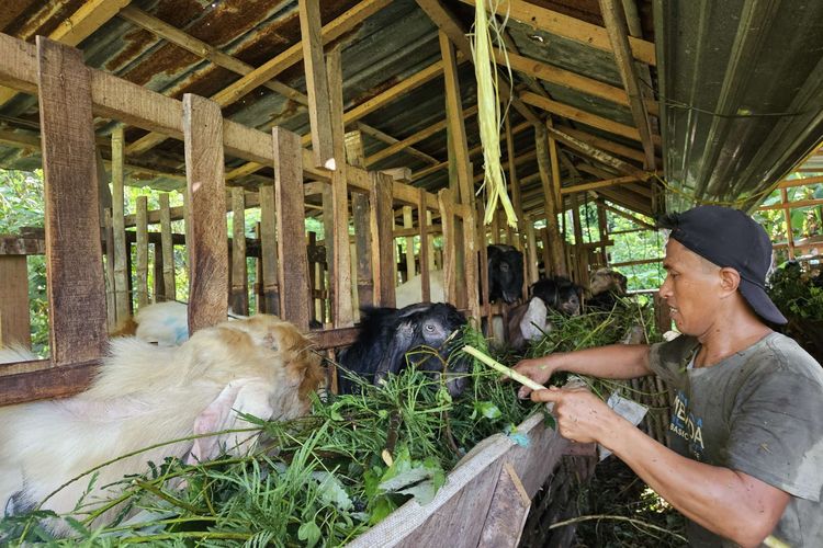 Penjualan Hewan Kurban di Bali Tak Seramai Tahun Lalu, Peternak Sebut Ekonomi Lagi Sulit