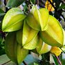 3 Manfaat Buah Belimbing untuk Kesehatan 