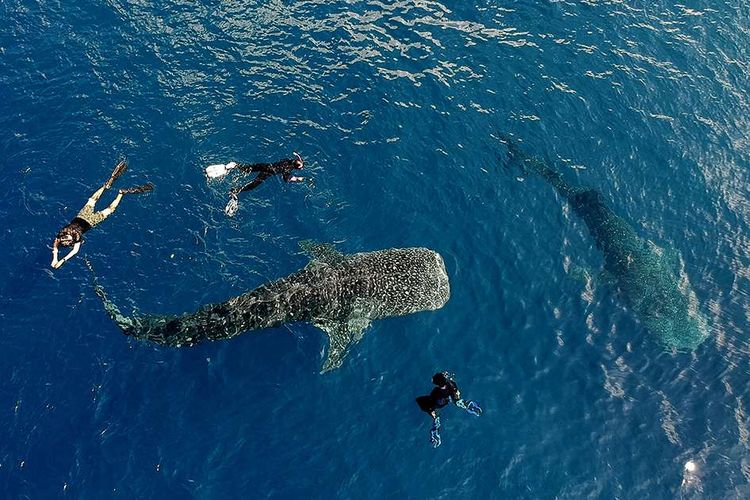 Sejumlah wisatawan berenang bersama seekor Hiu Paus di perairan Botubarani, Kabupaten Bone Bolango, Gorontalo, Minggu (21/4/2019). Pengamat mencatat bahwa puncak musim kedatangan kelompok Hiu Paus ke perairan tersebut yaitu pada bulan Mei dan Juni.