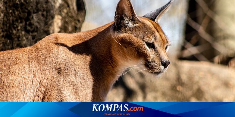 8 Fakta Menarik Kucing Caracal, Pemburu Andal dan Suka Menyendiri - Vimarsana News
