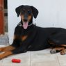 5 Fakta Anjing Doberman, Si Penjaga Terbaik di Dunia
